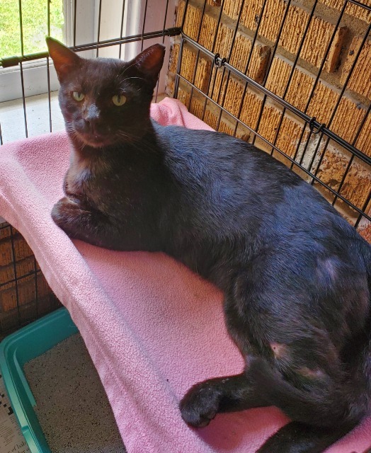 Smutt Hargett, an adoptable Domestic Short Hair in El Dorado, AR, 71730 | Photo Image 1