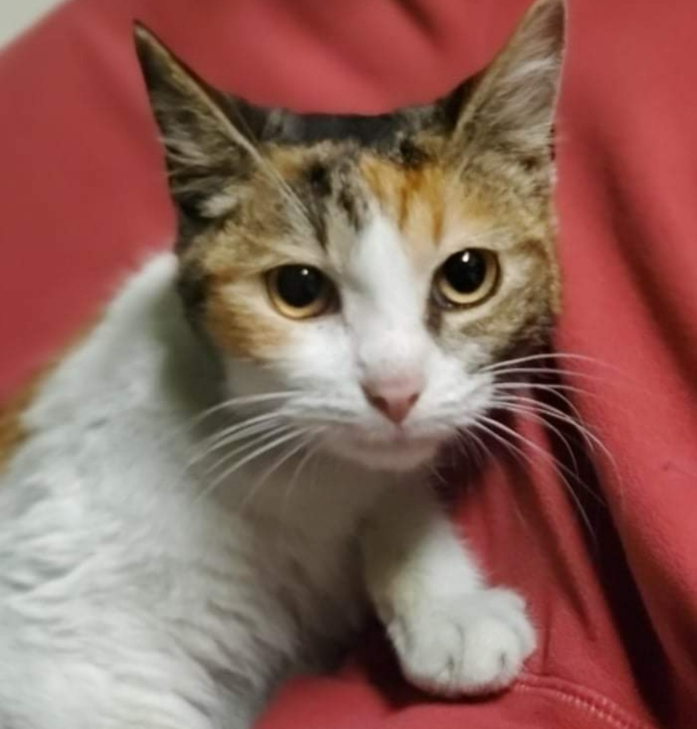 Mariposa, an adoptable Calico in El Dorado, AR, 71730 | Photo Image 1