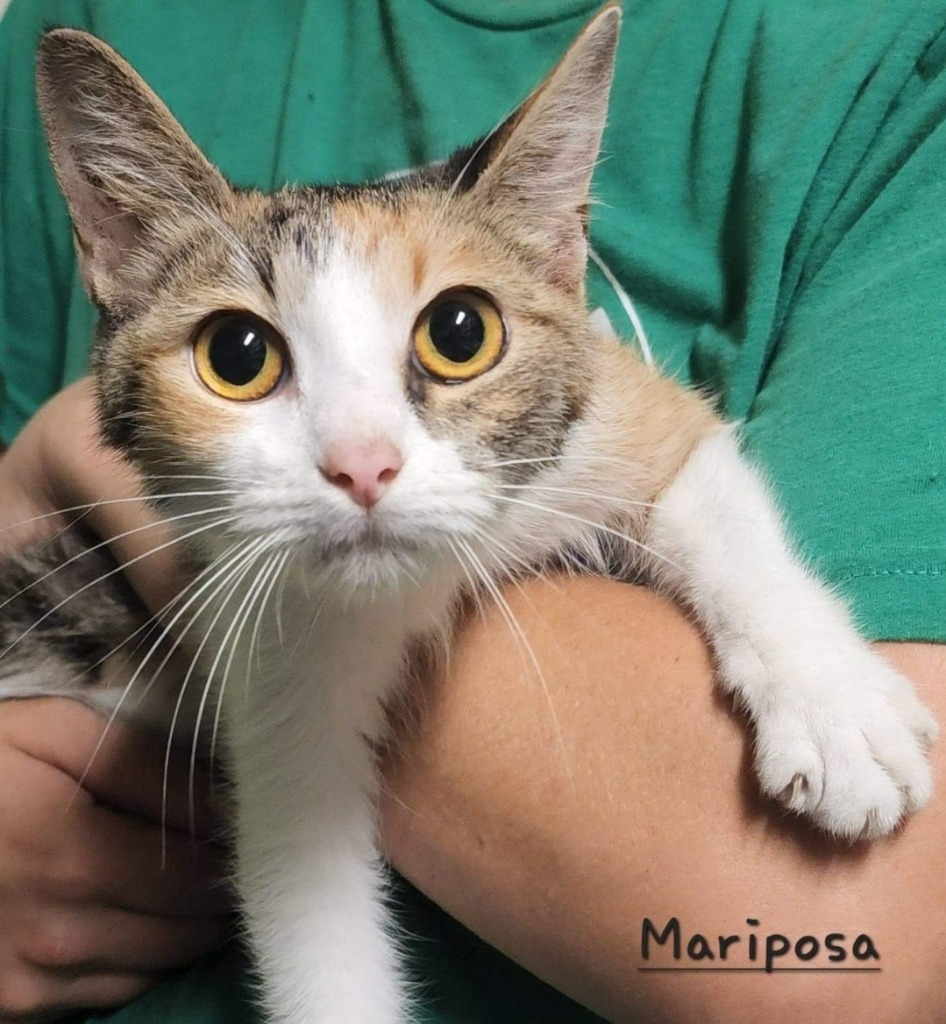 Mariposa, an adoptable Calico in El Dorado, AR, 71730 | Photo Image 2