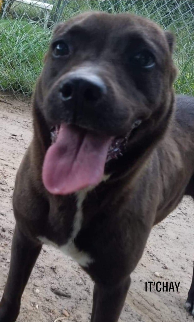 It'Chay, an adoptable Labrador Retriever in El Dorado, AR, 71730 | Photo Image 1