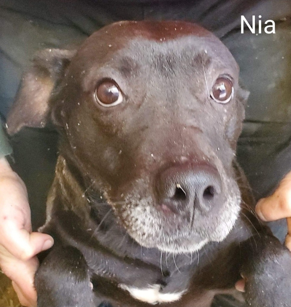 Nia, an adoptable Labrador Retriever, Terrier in El Dorado, AR, 71730 | Photo Image 1