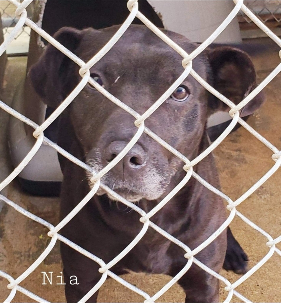 Nia, an adoptable Labrador Retriever, Terrier in El Dorado, AR, 71730 | Photo Image 2