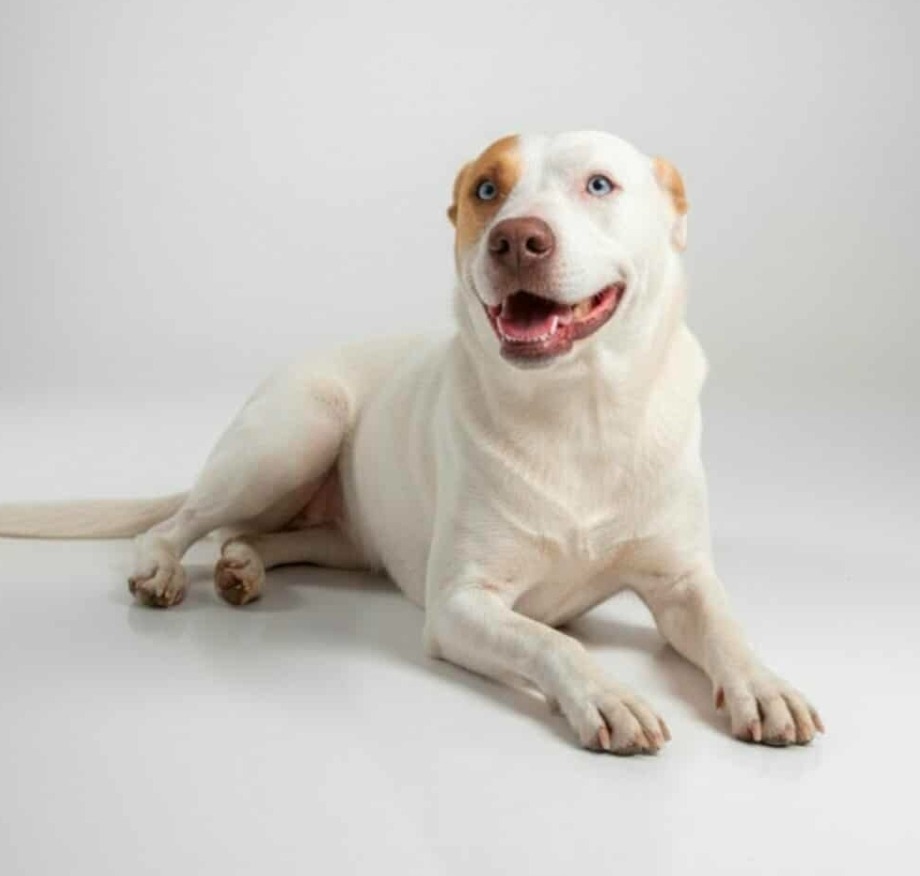 Rosko, an adoptable Pit Bull Terrier in El Dorado, AR, 71730 | Photo Image 1