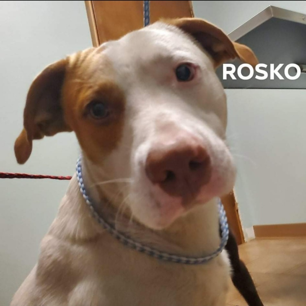 Rosko, an adoptable Pit Bull Terrier in El Dorado, AR, 71730 | Photo Image 2