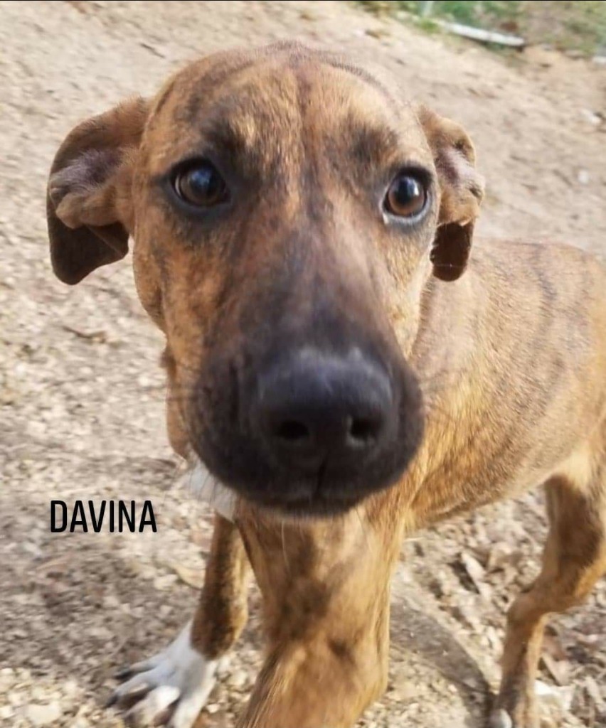 Davina, an adoptable Plott Hound, Black Mouth Cur in El Dorado, AR, 71730 | Photo Image 1