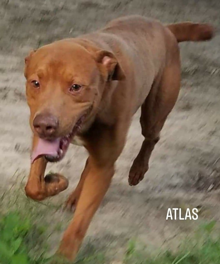 Atlas