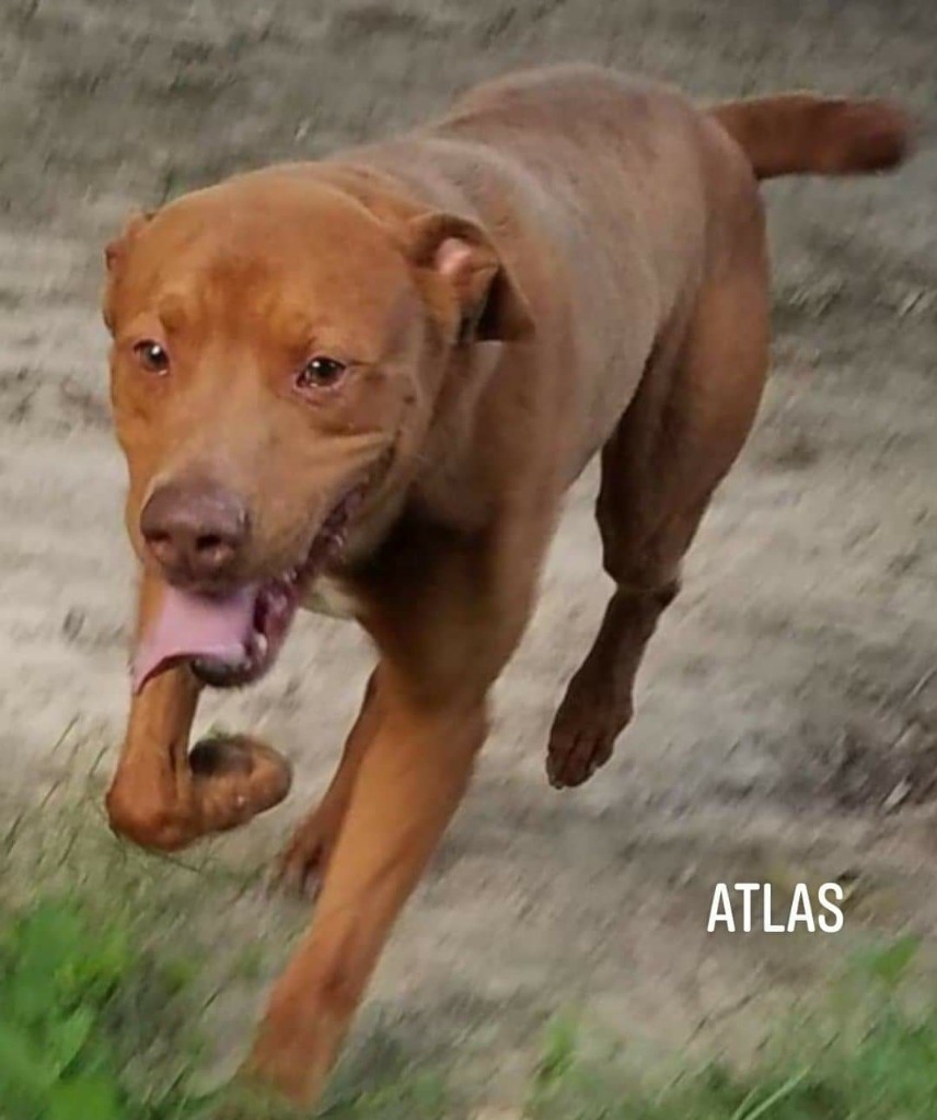 Atlas, an adoptable Pit Bull Terrier, Labrador Retriever in El Dorado, AR, 71730 | Photo Image 1