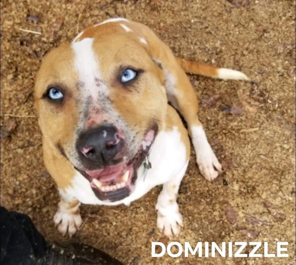 Dominizzle, an adoptable Catahoula Leopard Dog, Terrier in El Dorado, AR, 71730 | Photo Image 1
