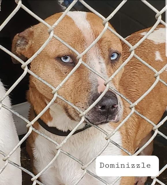 Dominizzle, an adoptable Catahoula Leopard Dog, Terrier in El Dorado, AR, 71730 | Photo Image 2