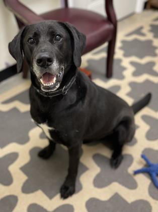Tito, an adoptable Labrador Retriever Mix in Cumberland, MD_image-2
