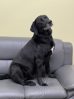 Tito, an adoptable Labrador Retriever Mix in Cumberland, MD_image-3