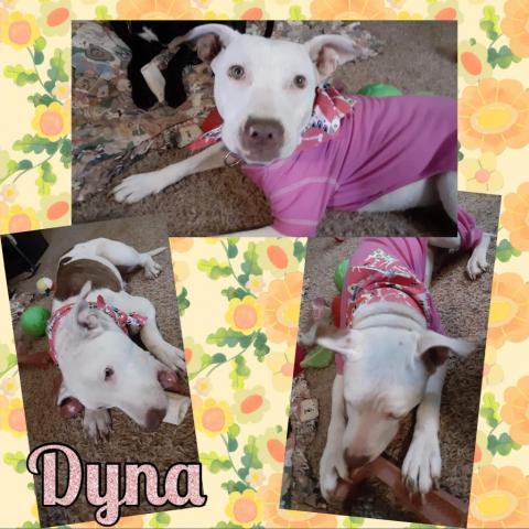 Dyna