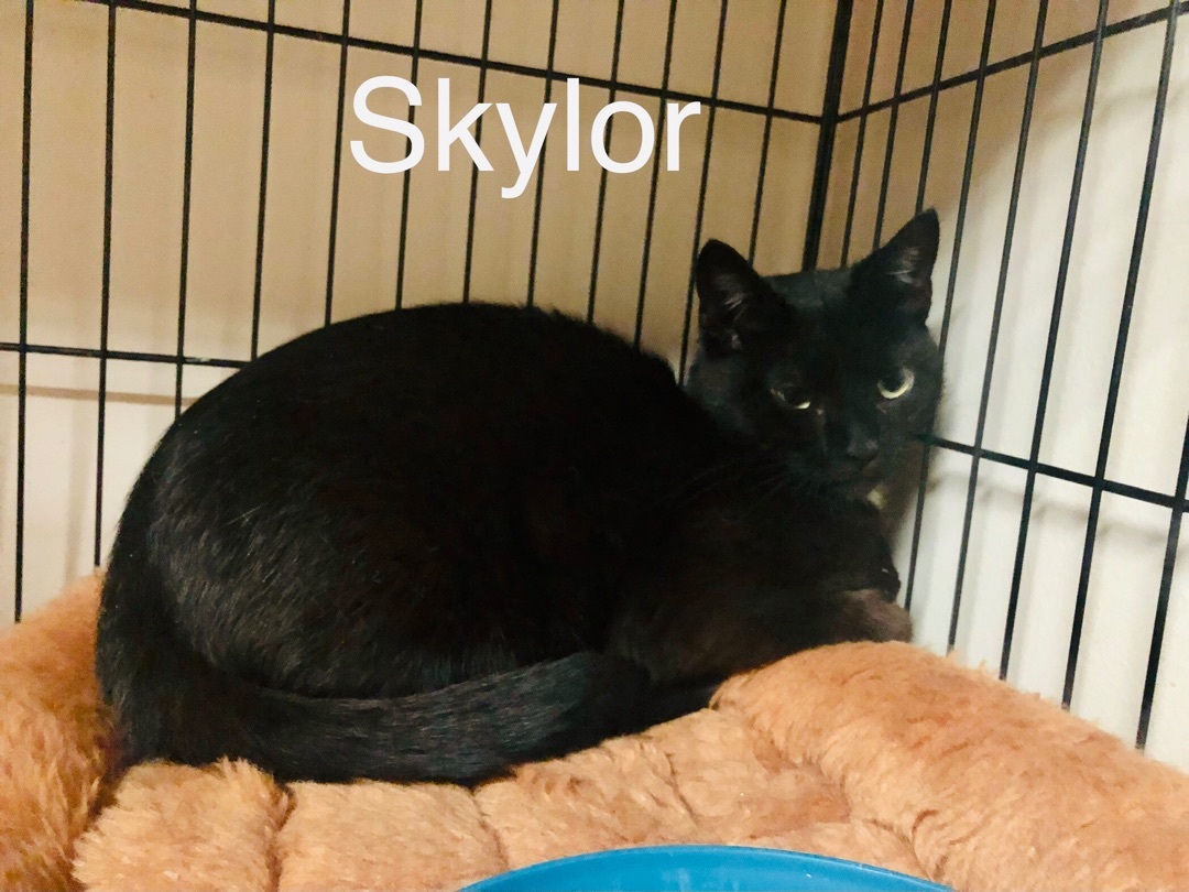 SKYLOR, an adoptable Domestic Short Hair, Extra-Toes Cat / Hemingway Polydactyl in Albany, NY, 12211 | Photo Image 3