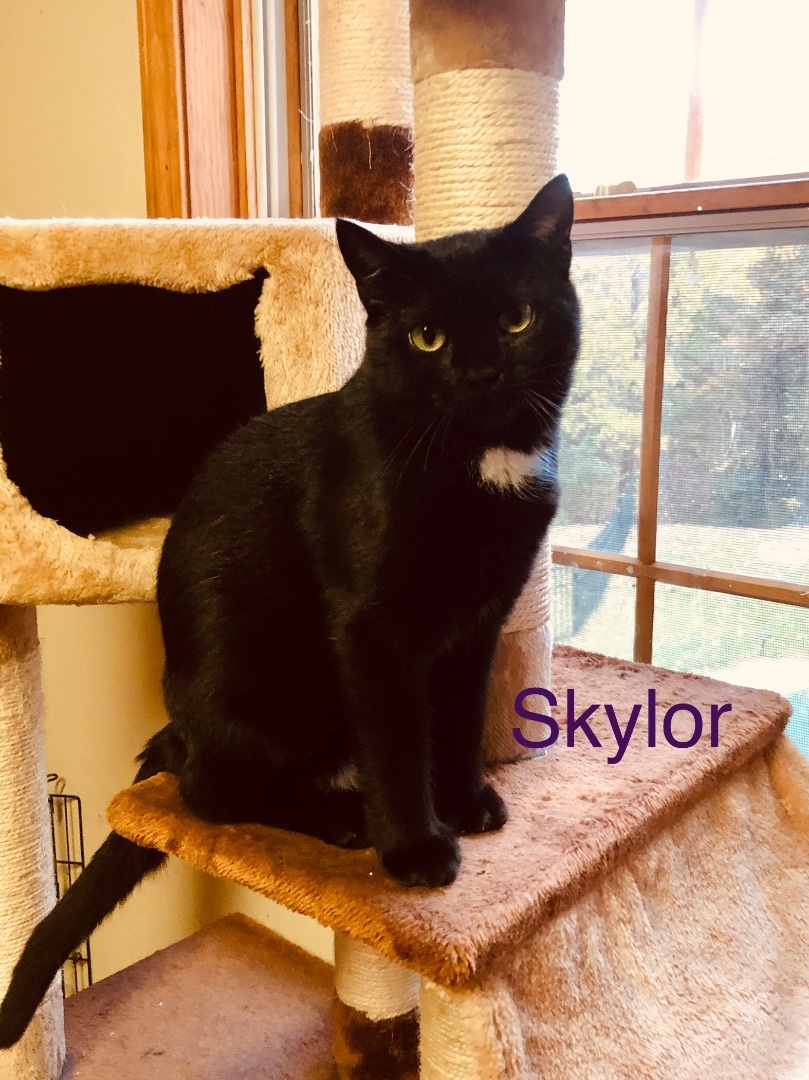 SKYLOR, an adoptable Domestic Short Hair, Extra-Toes Cat / Hemingway Polydactyl in Albany, NY, 12211 | Photo Image 5