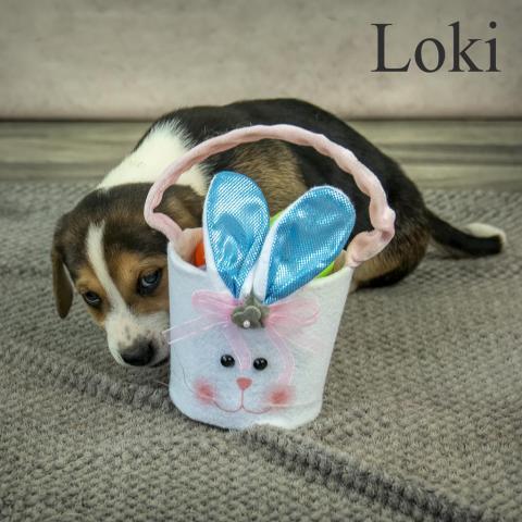 Loki 03-1858