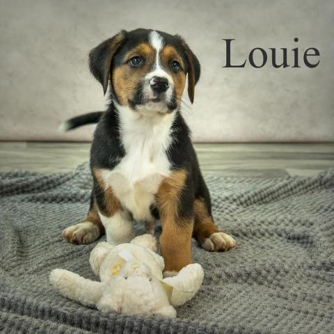 Louie 03-1859