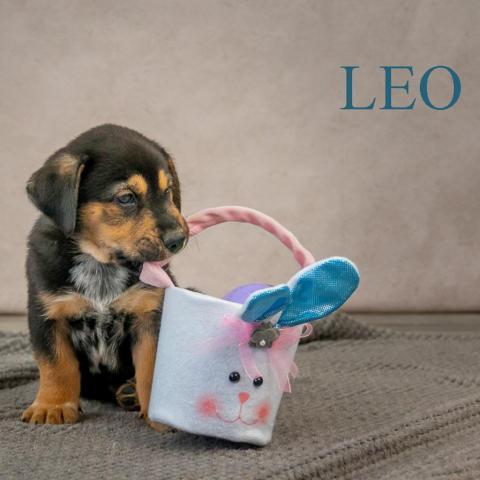 Leo 03-1856