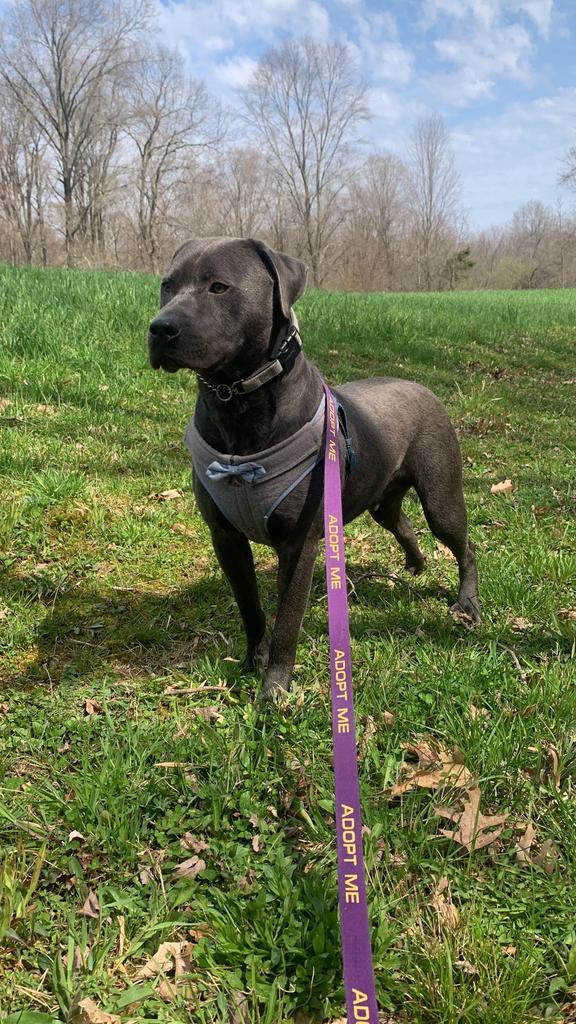 PupPup, an adoptable Pit Bull Terrier in Walden, NY, 12586 | Photo Image 1