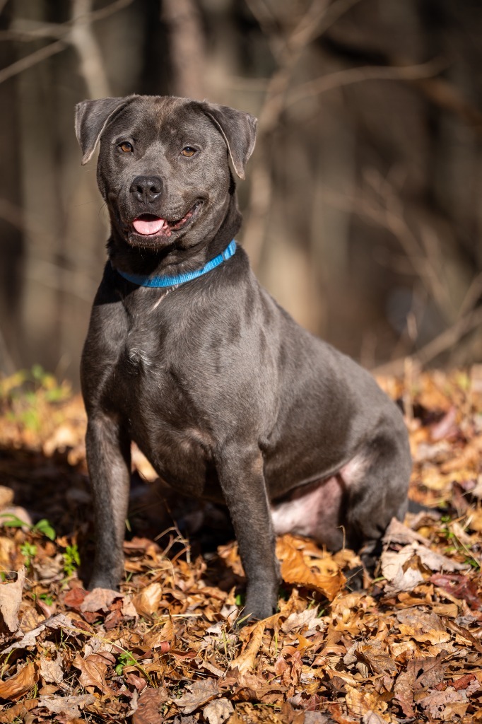 PupPup, an adoptable Pit Bull Terrier in Walden, NY, 12586 | Photo Image 1