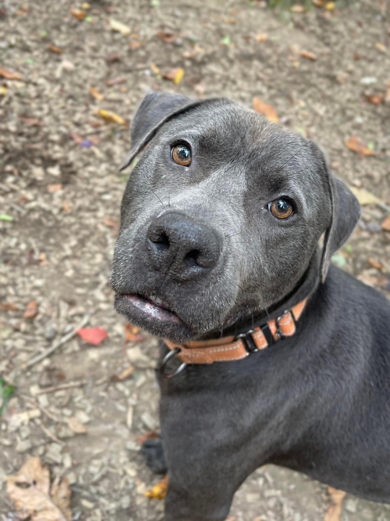 PupPup, an adoptable Pit Bull Terrier in Walden, NY, 12586 | Photo Image 1