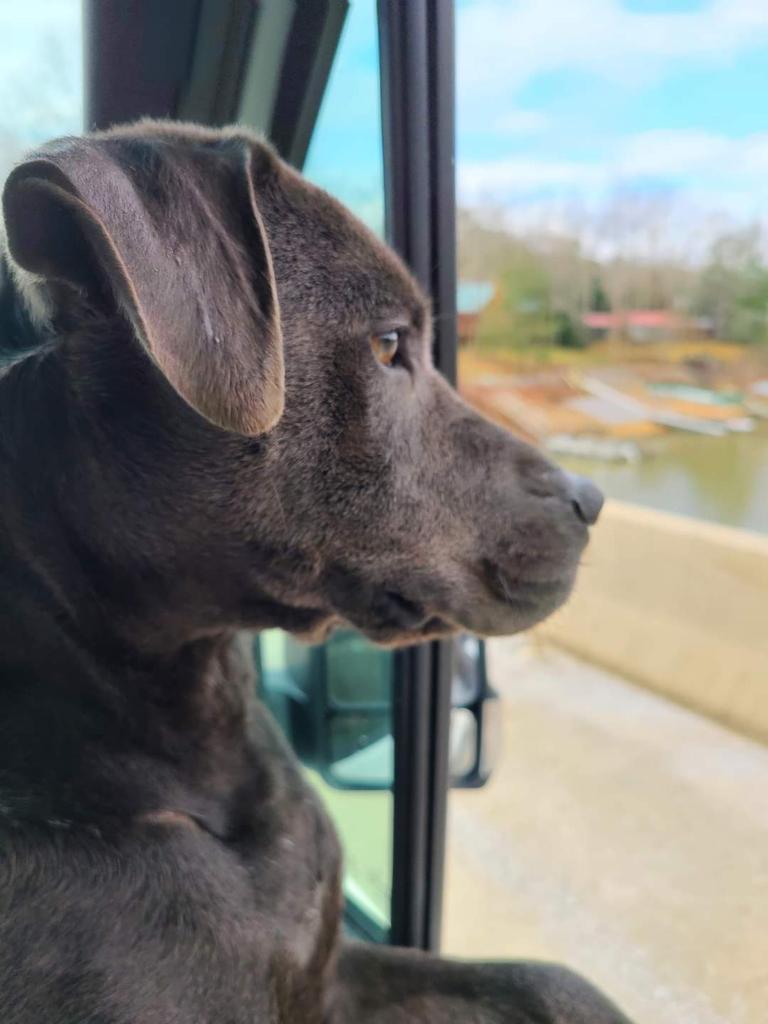 PupPup, an adoptable Pit Bull Terrier in Walden, NY, 12586 | Photo Image 2