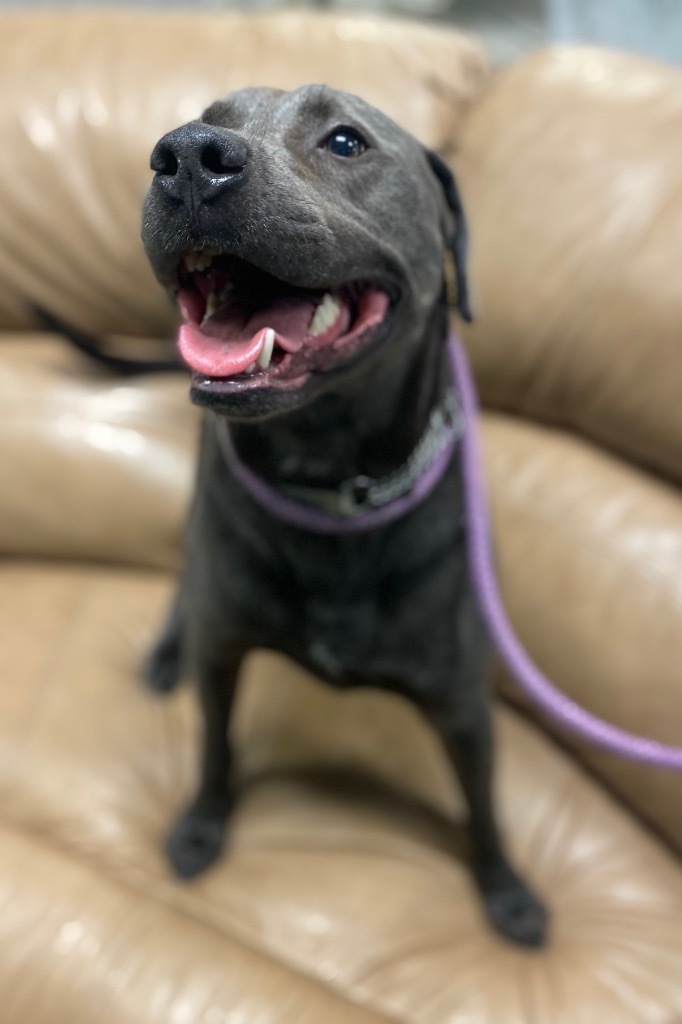 PupPup, an adoptable Pit Bull Terrier in Walden, NY, 12586 | Photo Image 2