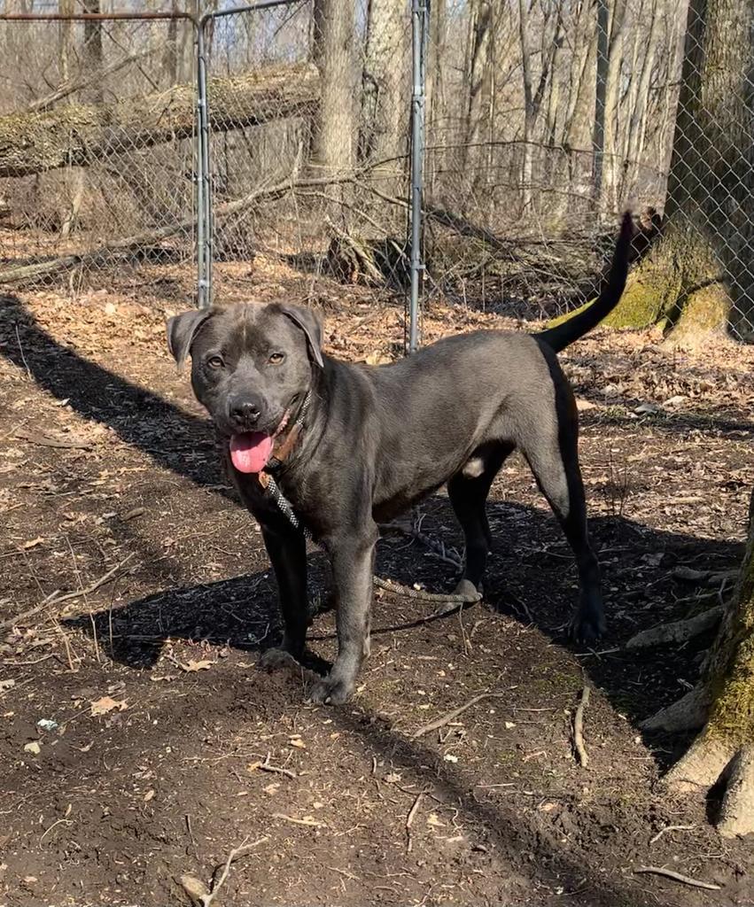 PupPup, an adoptable Pit Bull Terrier in Walden, NY, 12586 | Photo Image 3