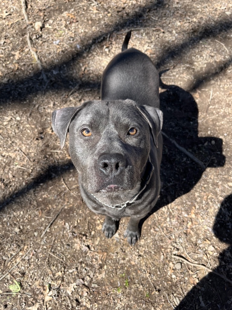 PupPup, an adoptable Pit Bull Terrier in Walden, NY, 12586 | Photo Image 3