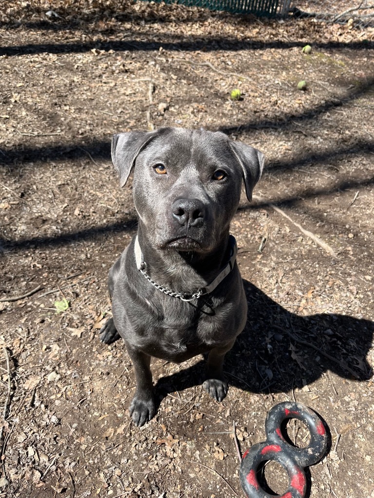 PupPup, an adoptable Pit Bull Terrier in Walden, NY, 12586 | Photo Image 4