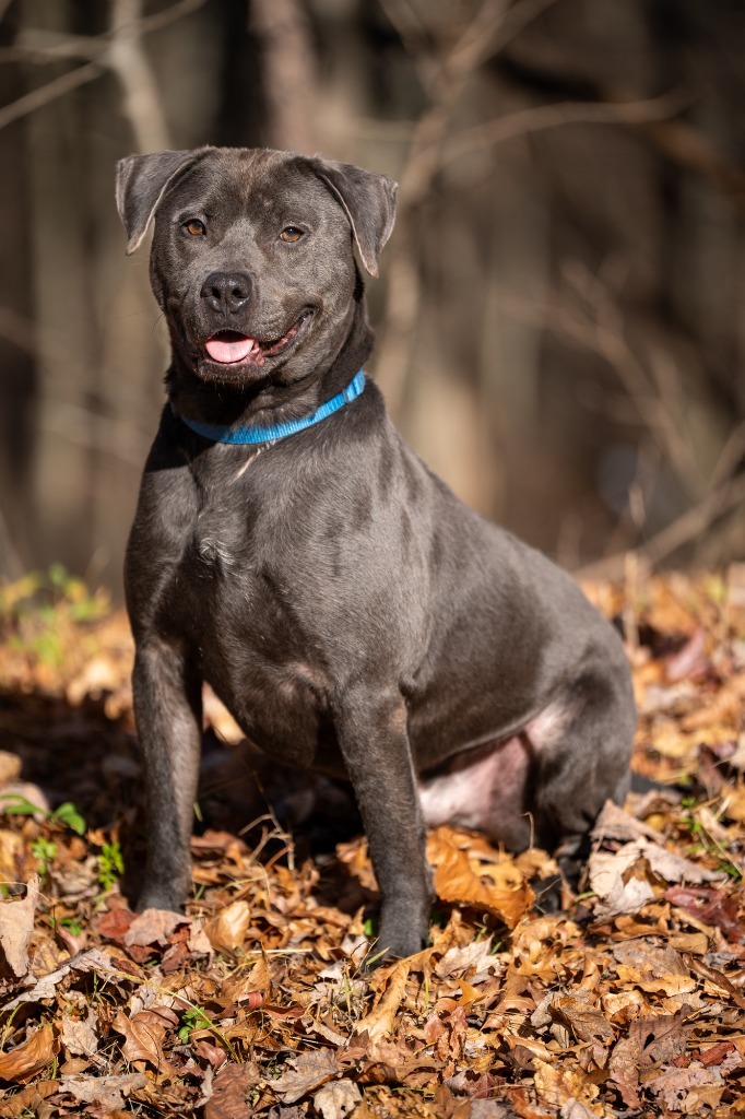 PupPup, an adoptable Pit Bull Terrier in Walden, NY, 12586 | Photo Image 5