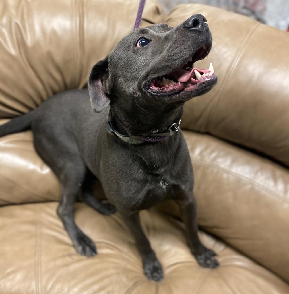 PupPup, an adoptable Pit Bull Terrier in Walden, NY, 12586 | Photo Image 6