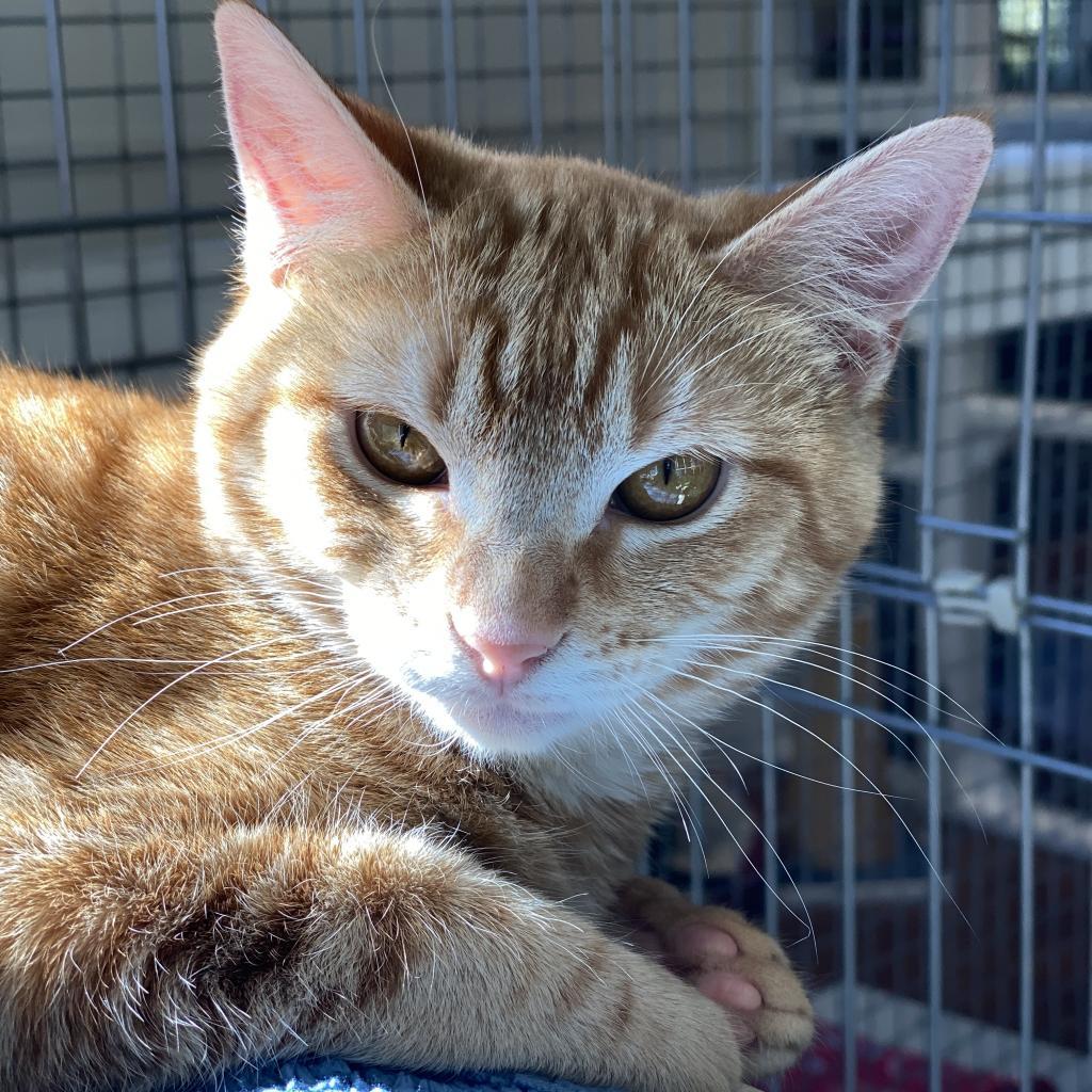 Jaden, an adoptable Domestic Short Hair in Cumming, GA, 30040 | Photo Image 1