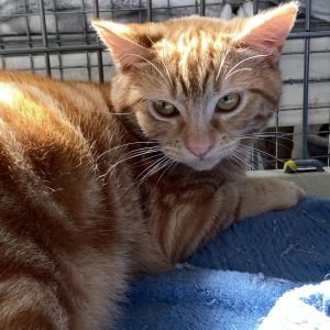 Matt, Adult Male Domestic Short Hair