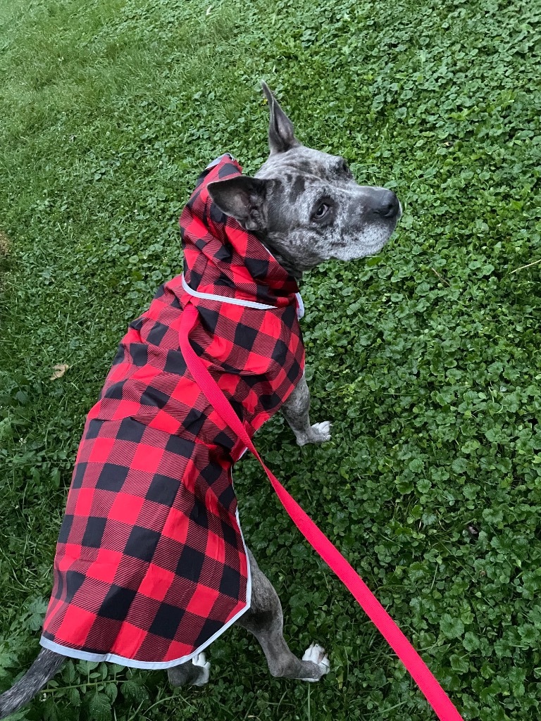 Rudy, an adoptable Staffordshire Bull Terrier in West Bloomfield, MI, 48325 | Photo Image 1