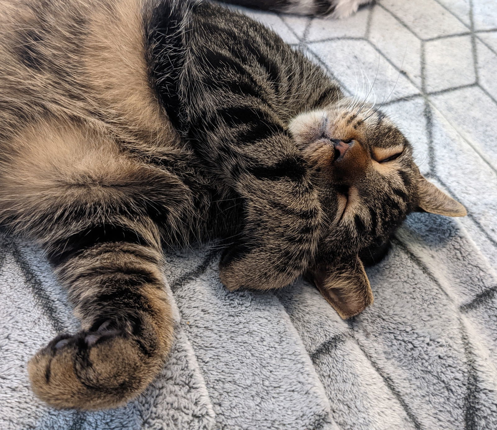 Godzilla #monster-duo, an adoptable Domestic Short Hair in Houston, TX, 77005 | Photo Image 2