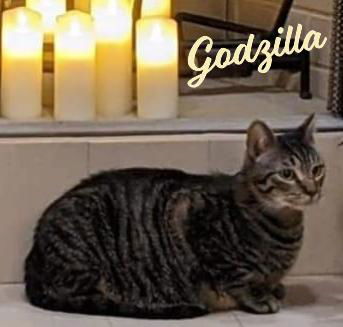 Godzilla #monster-duo, an adoptable Domestic Short Hair in Houston, TX, 77005 | Photo Image 3