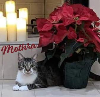 Mothra #monster-duo, an adoptable Tabby, Domestic Short Hair in Houston, TX, 77005 | Photo Image 2