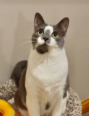 Clarice, Young Female Domestic Short Hair