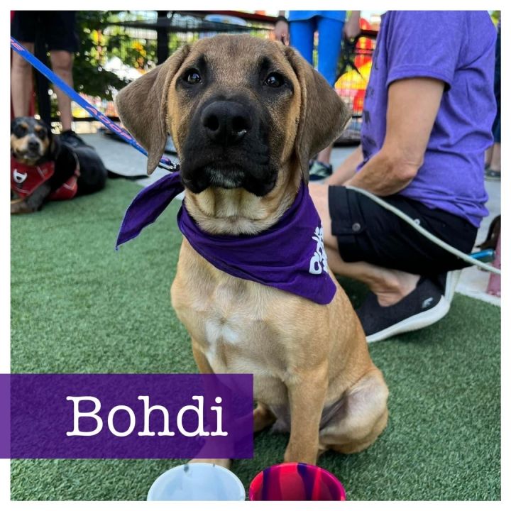 Bohdi, an adoptable Beagle & Hound Mix in Cumming, GA_image-2