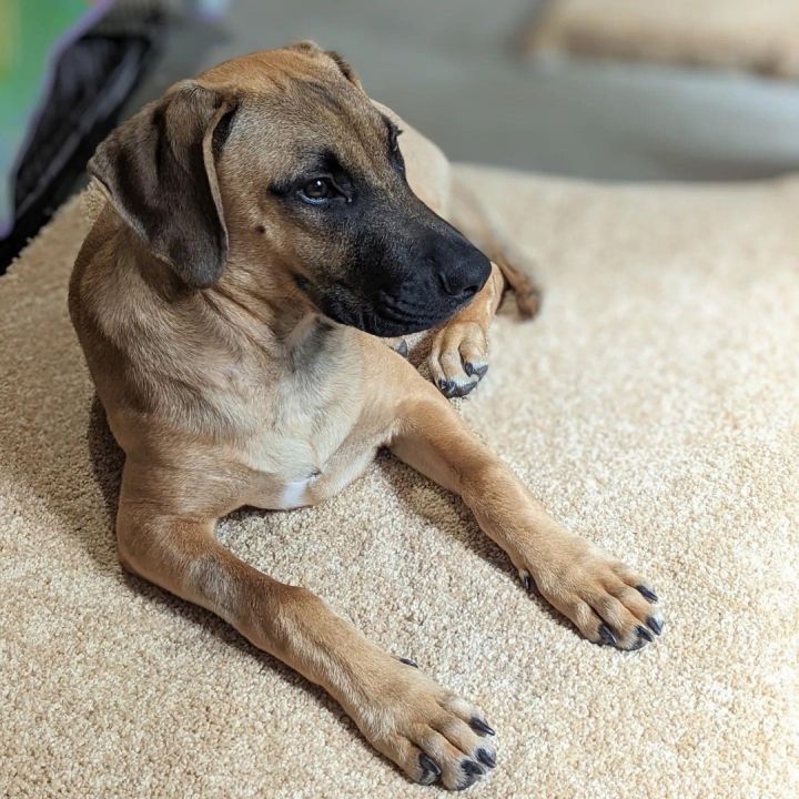 Bohdi, an adoptable Beagle & Hound Mix in Cumming, GA_image-1