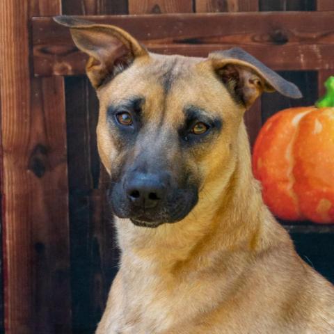 Laura, an adoptable Mountain Cur Mix in Middletown, NY_image-3