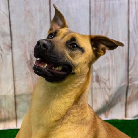 Laura, an adoptable Mountain Cur Mix in Middletown, NY_image-4