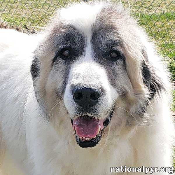 Kane in KY - Very Gentle Laid-Back Boy!