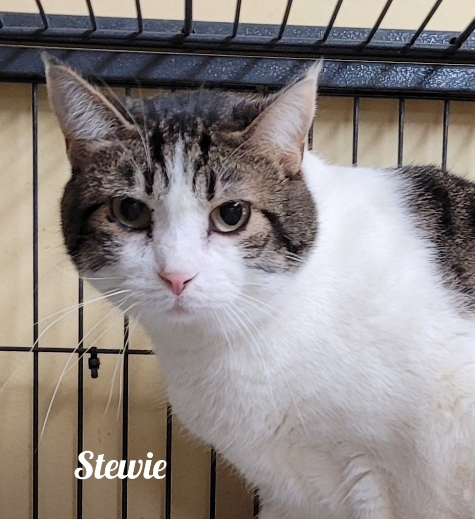 Stewie, an adoptable Domestic Short Hair in Cedar Rapids, IA, 52404 | Photo Image 1