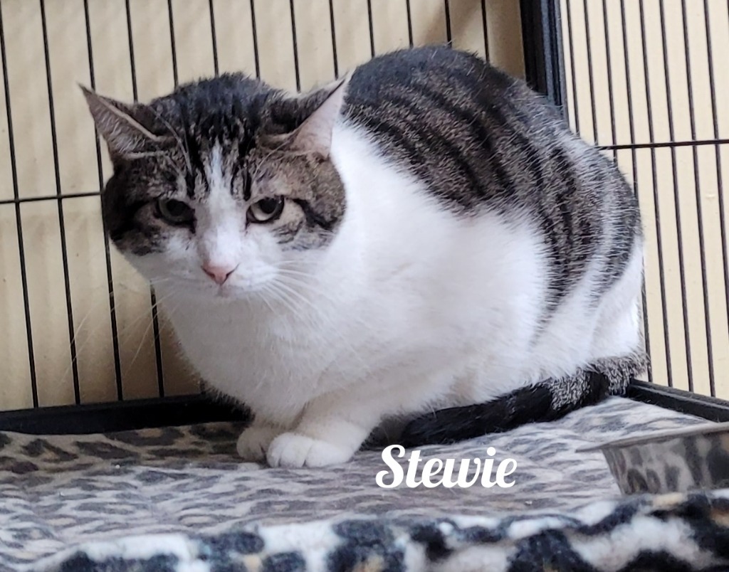 Stewie, an adoptable Domestic Short Hair in Cedar Rapids, IA, 52404 | Photo Image 2