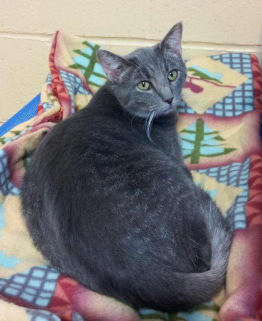 Maggie, an adoptable Domestic Short Hair in Cedar Rapids, IA, 52404 | Photo Image 3