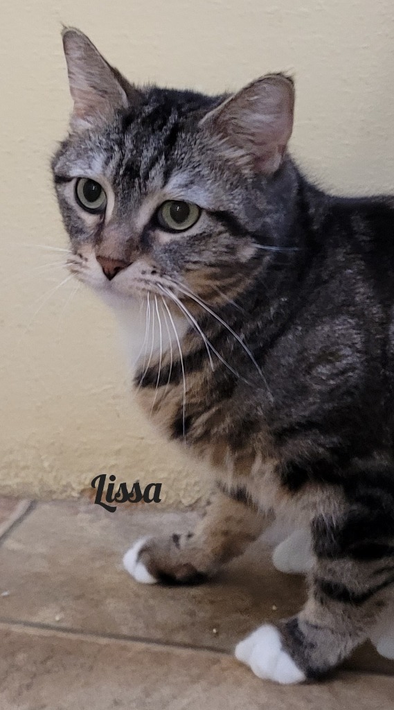 Lissa, an adoptable Domestic Short Hair in Cedar Rapids, IA, 52404 | Photo Image 1