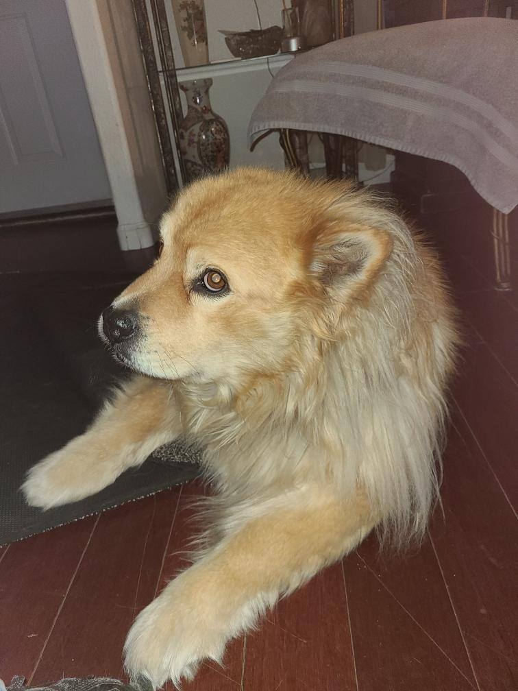 chow chow corgi mix