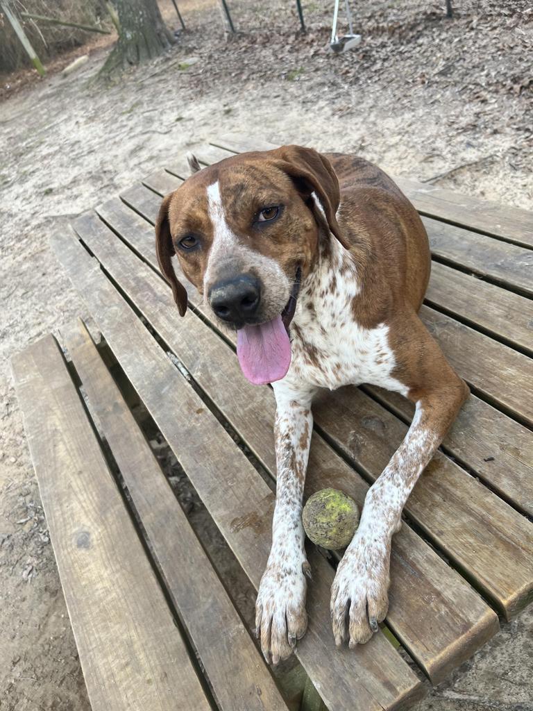 Vanna, an adoptable Coonhound in Ruston, LA, 71270 | Photo Image 1
