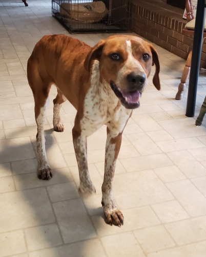 Vanna, an adoptable Coonhound in Ruston, LA, 71270 | Photo Image 2